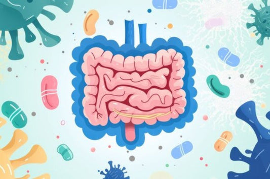 How Long Probiotics Take to Work: Realistic Expectations