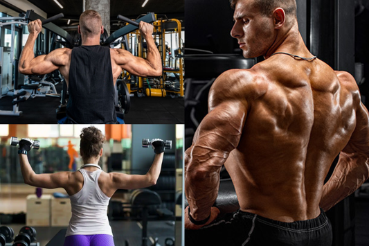 Shoulder Muscles Explained: What Your Workouts Train