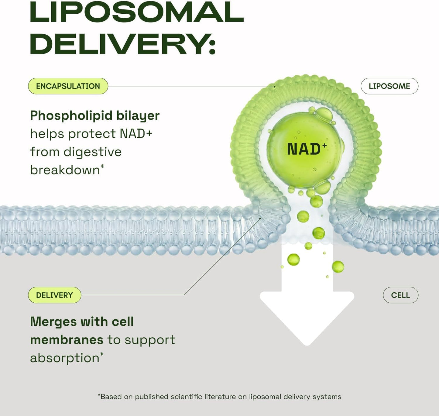 Cata-Kor Liposomal NAD+ Supplement