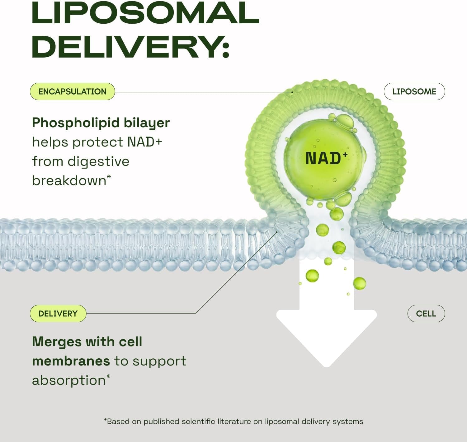 Cata-Kor Liposomal NAD+ Supplement