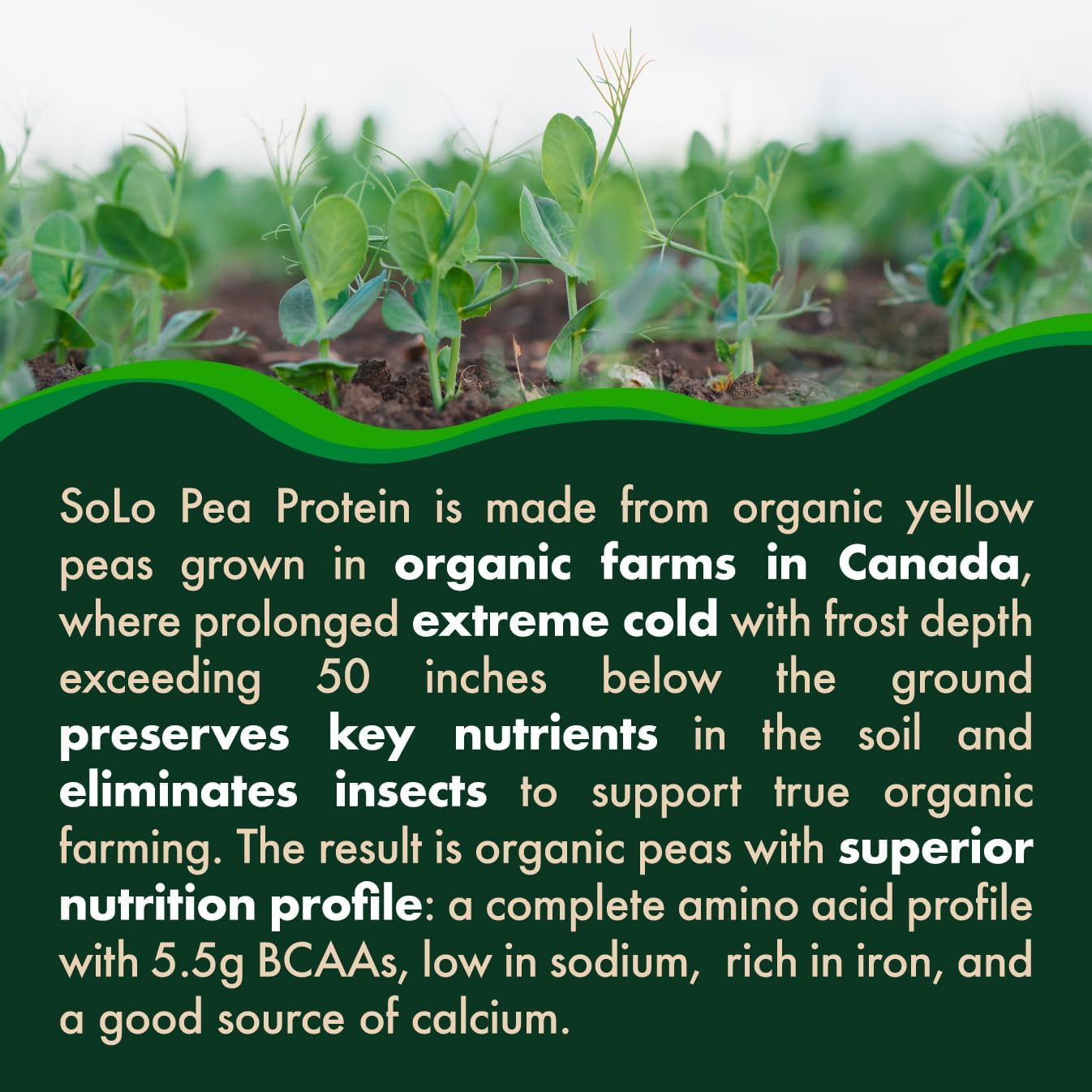 SOLO Organic Pea Protein Isolate, Unflavored Plant Based Protein Powder with BCAA